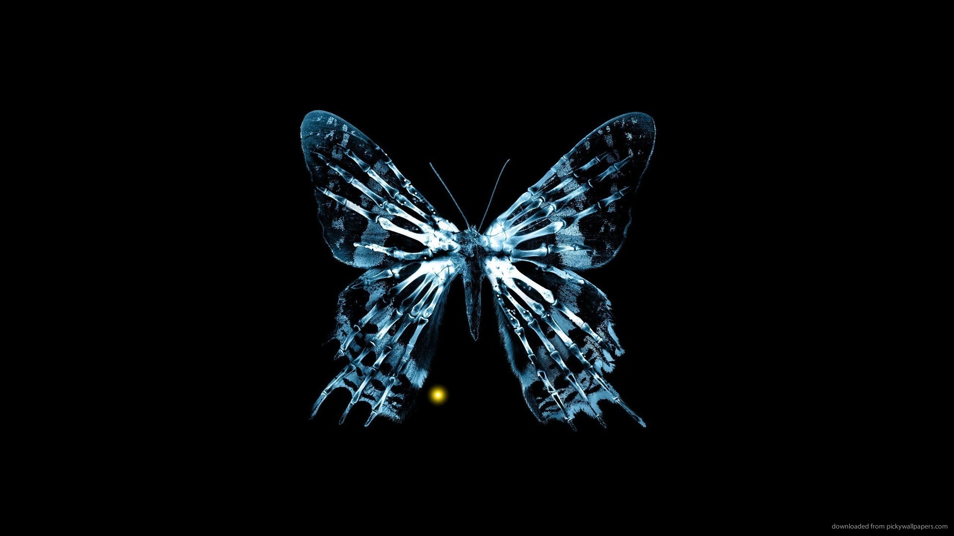 Fringe Butterfly Picture For iPhone Blackberry iPad Fringe