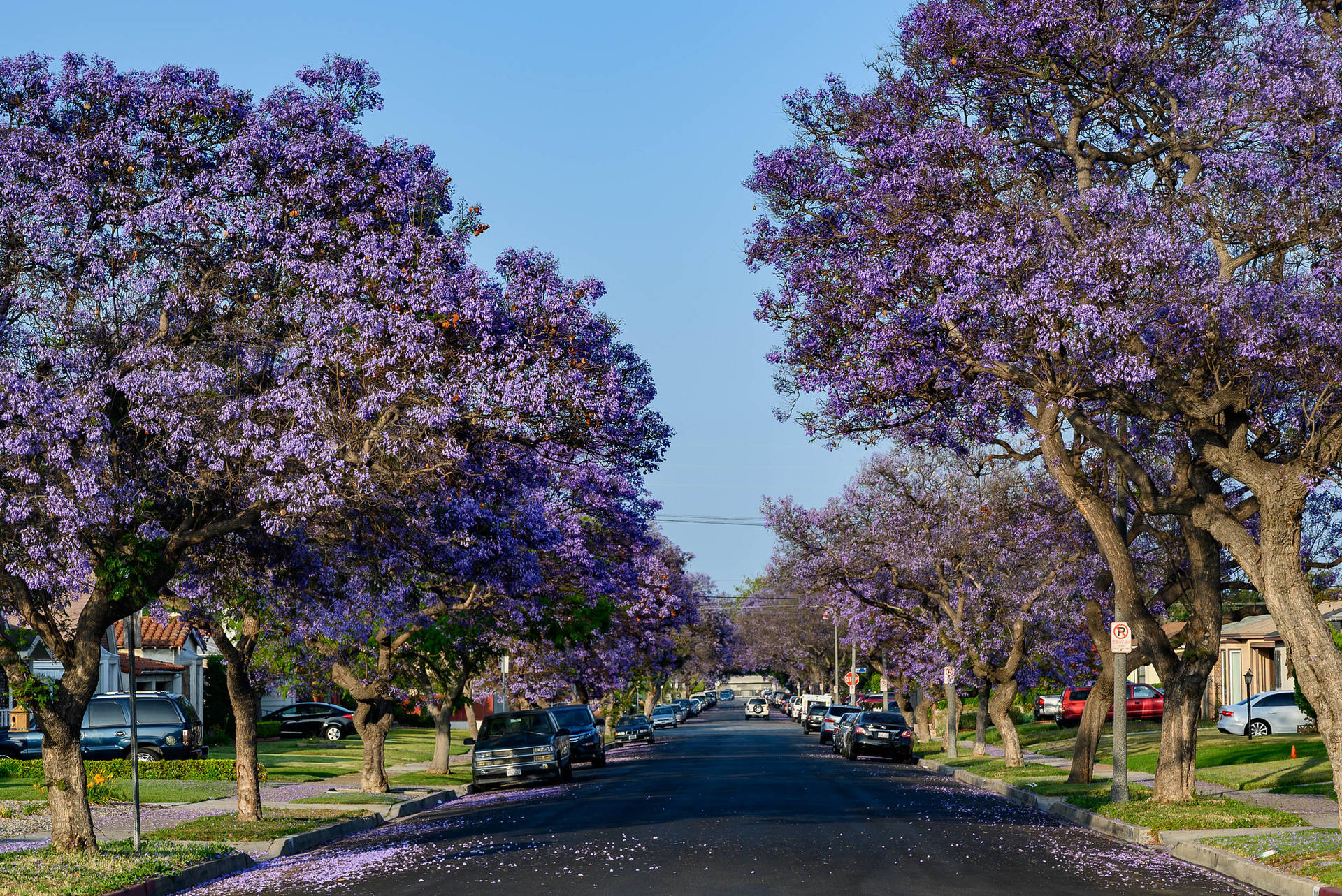 Purple Tree Wallpaper