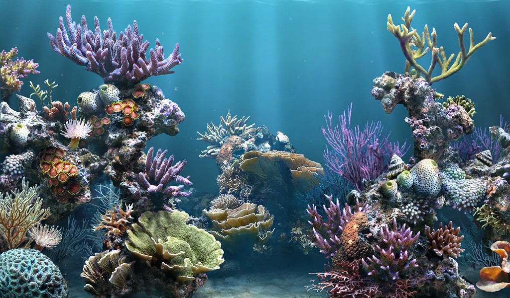Coral Reef Wallpaper Widescreen HDbest Of The Best High Definition