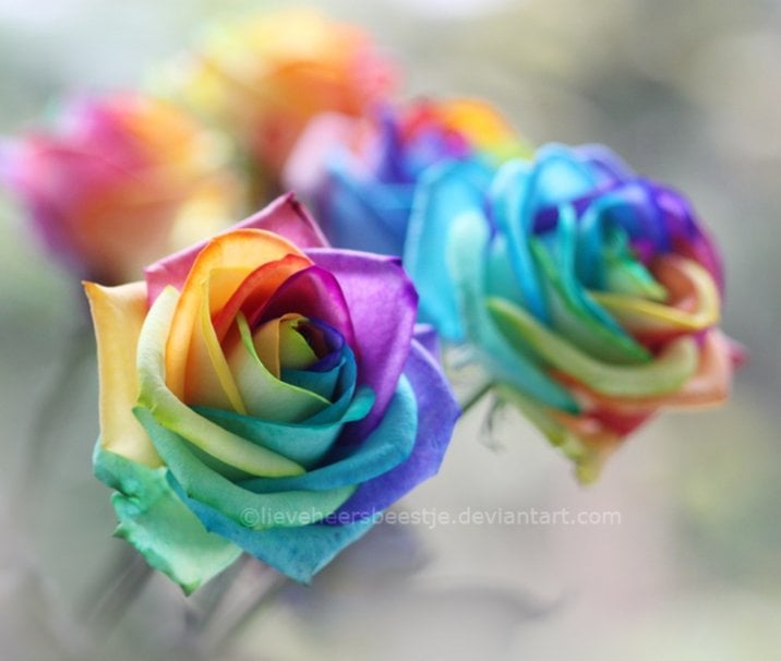 Rainbow roses wallpaper