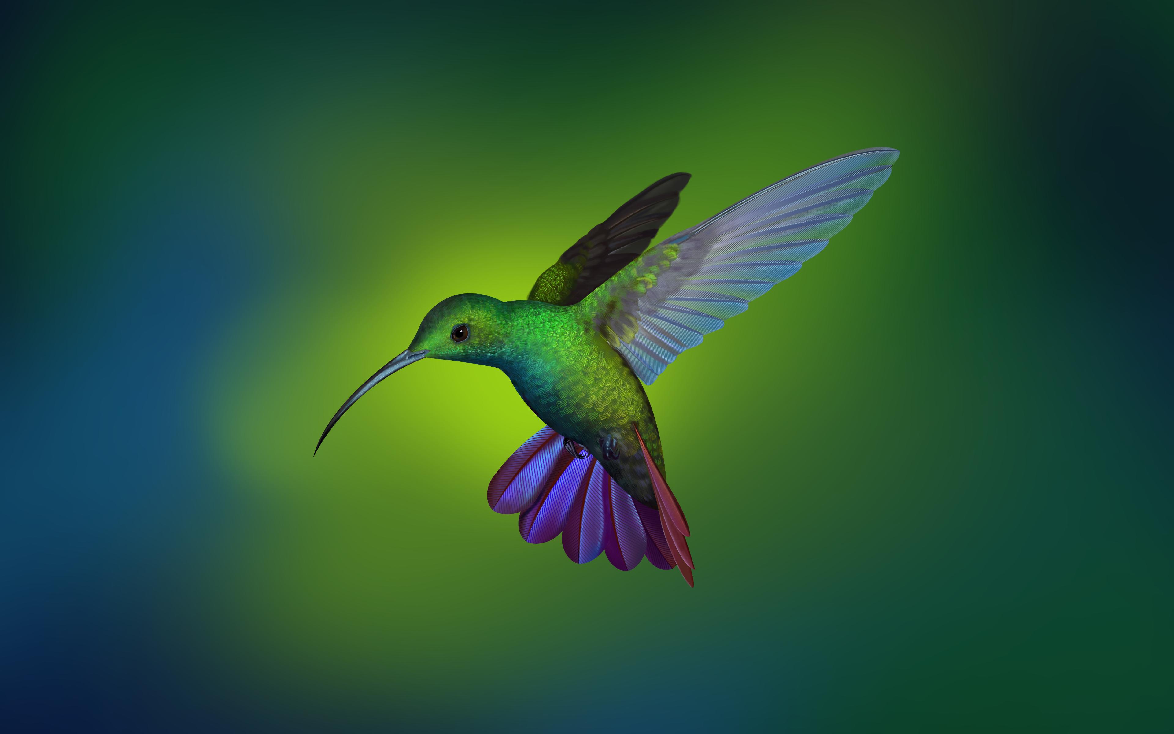 Hummingbird From Deepin Os 4k Wallpaper