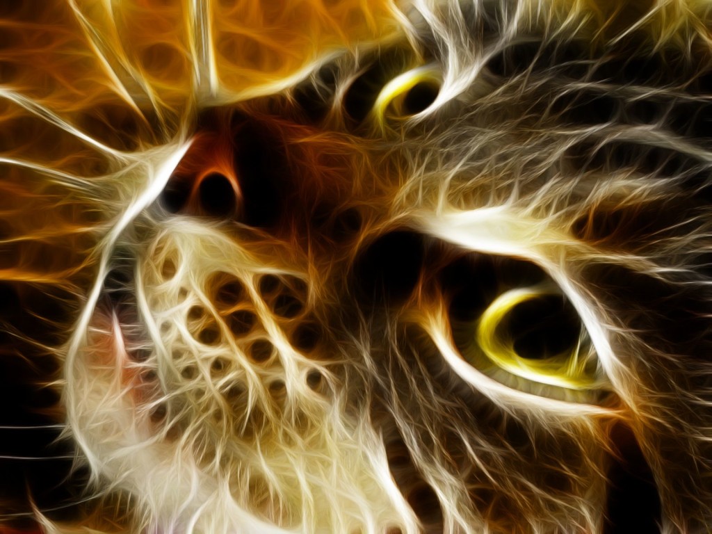 HD Cute Cat Wallpaper For Your Desktop