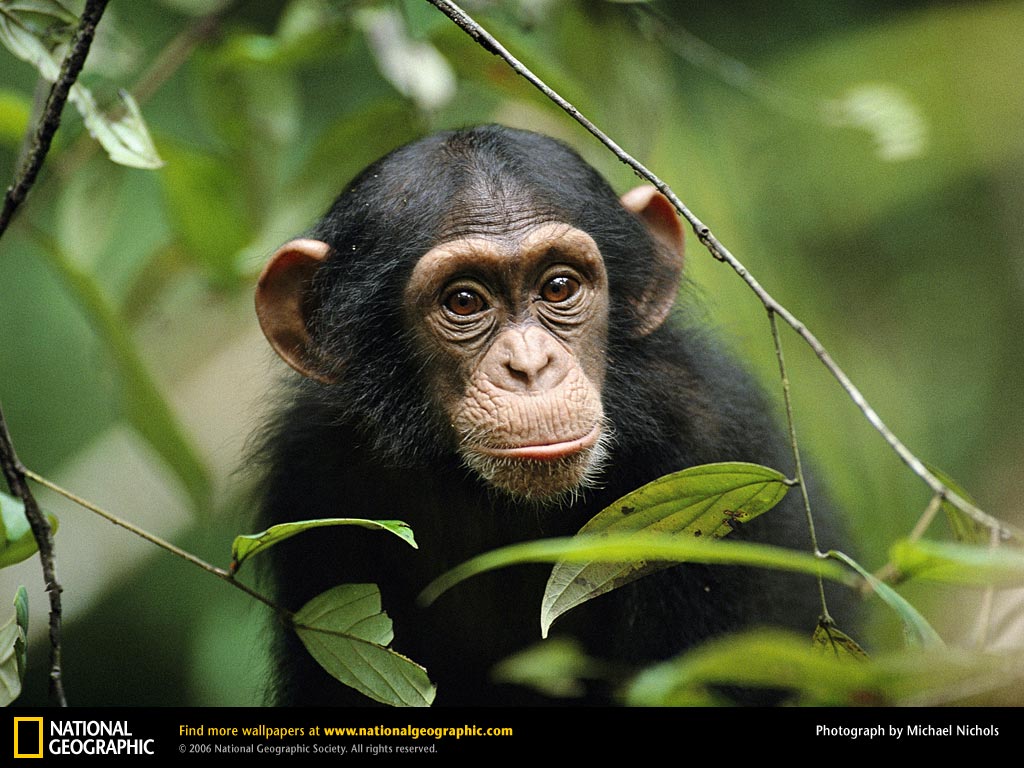 Chimp Peaking Through Leaves Chimpanzees And Bonobos Wallpaper