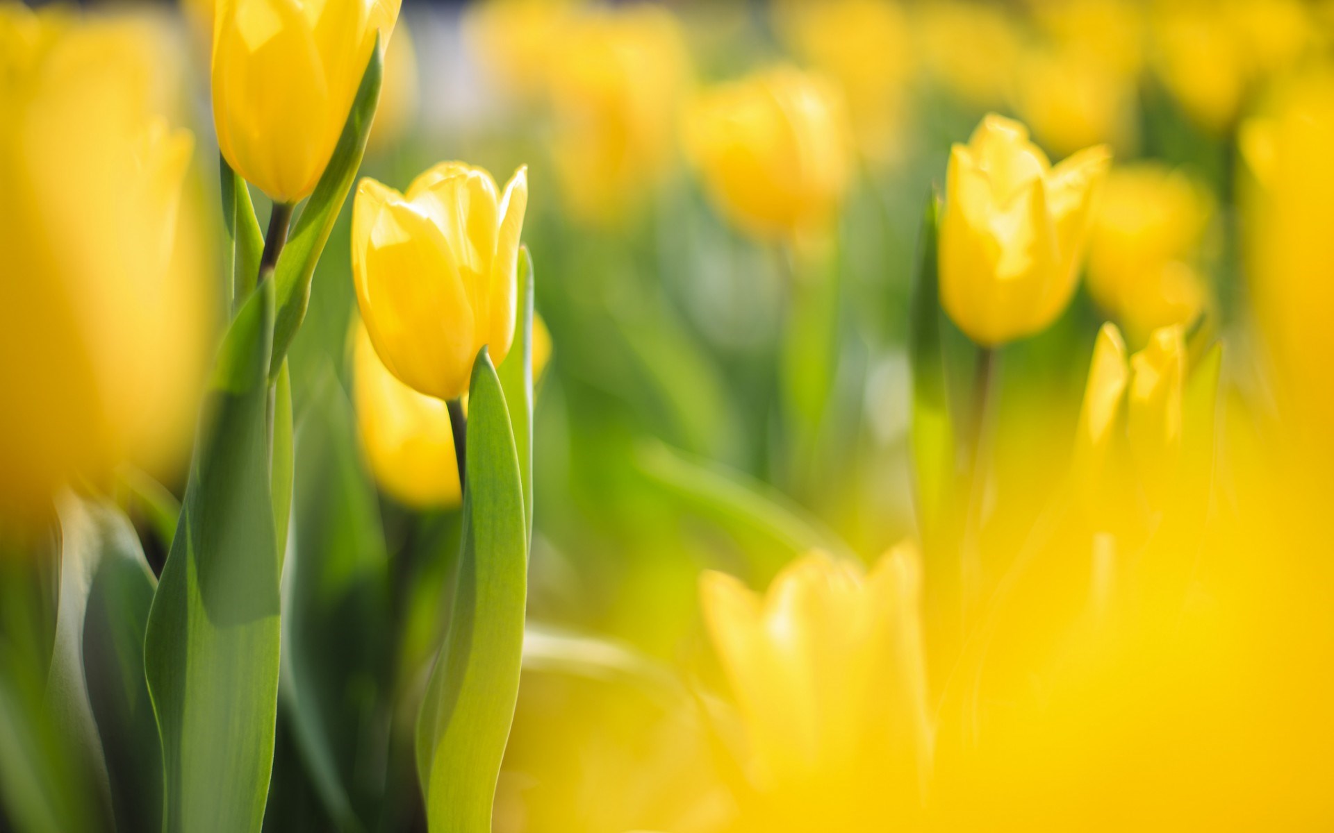 Spring Tulip Flowers Yellow Macro Blur Photo Nature Wallpaper