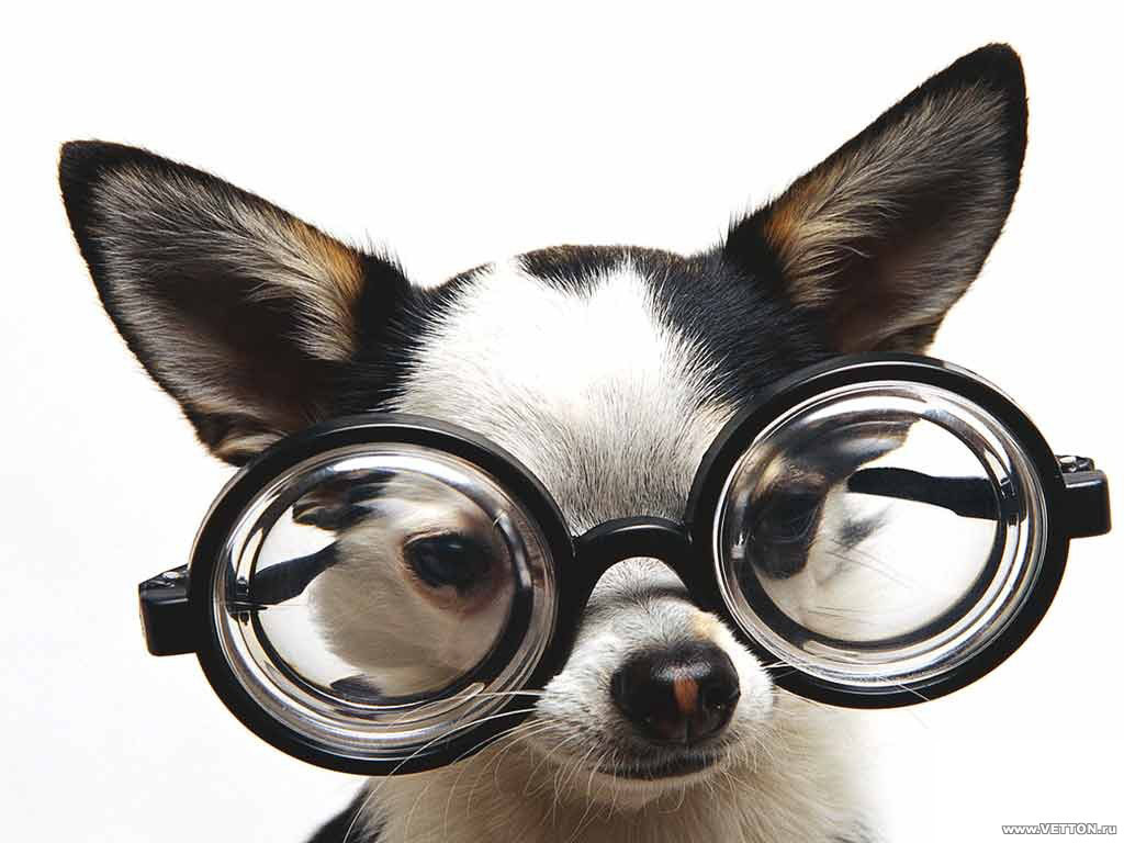Chihuahua In Glasses Animal Humor Wallpaper