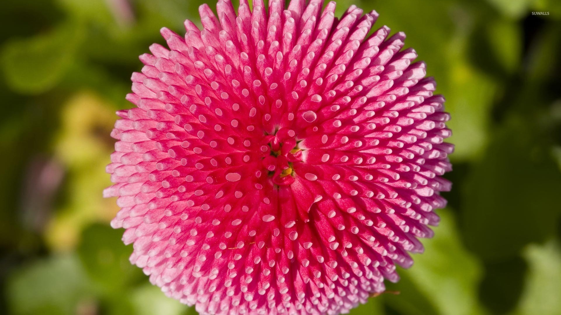 Pink Daisy Wallpaper Flower
