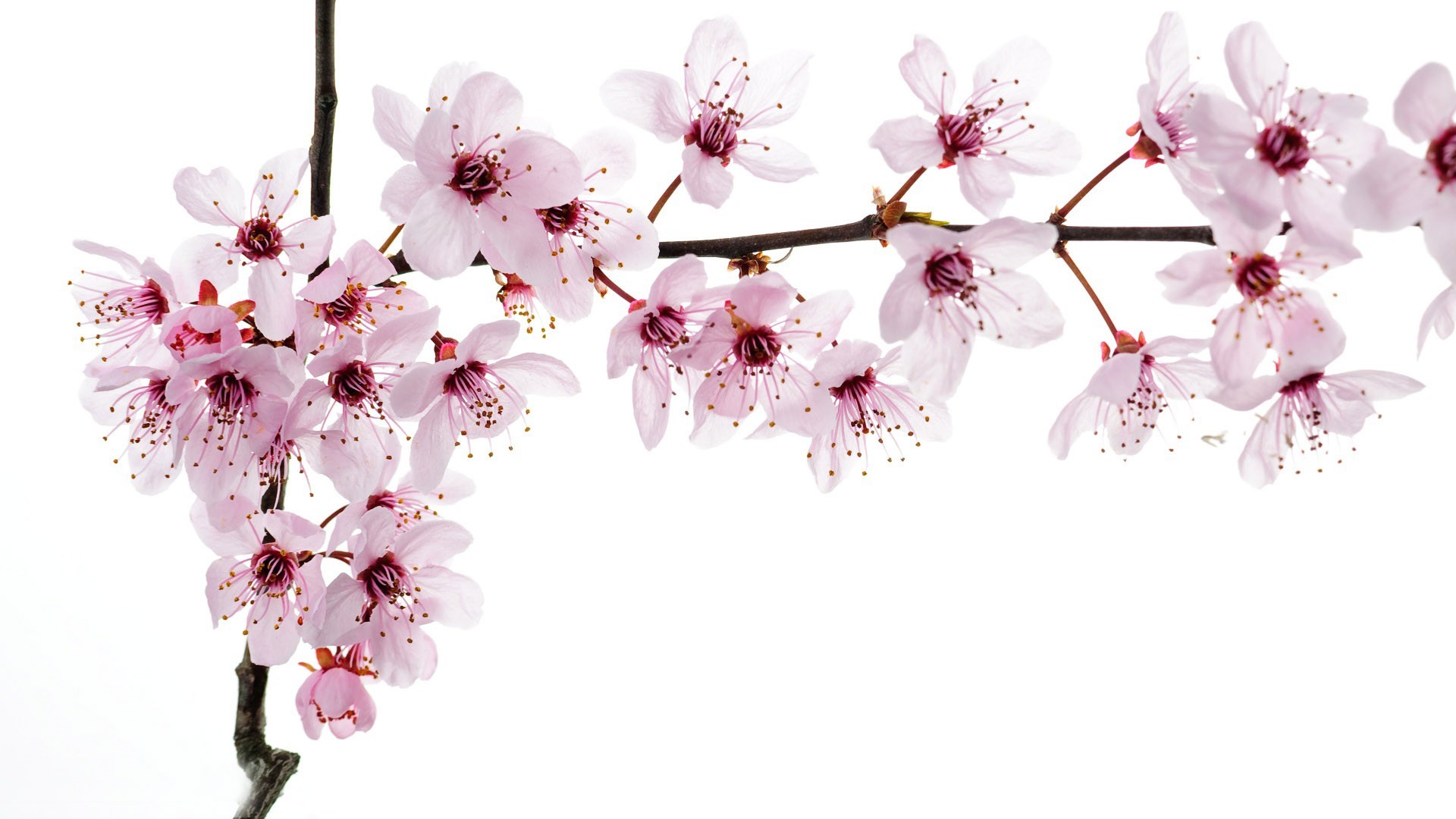 Cherry blossoms wallpaper 10954