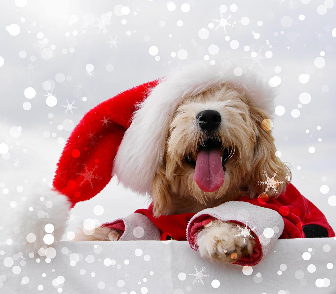 Desktop Wallpaper Maltese Dog New Year Tongue Winter Hat Animals
