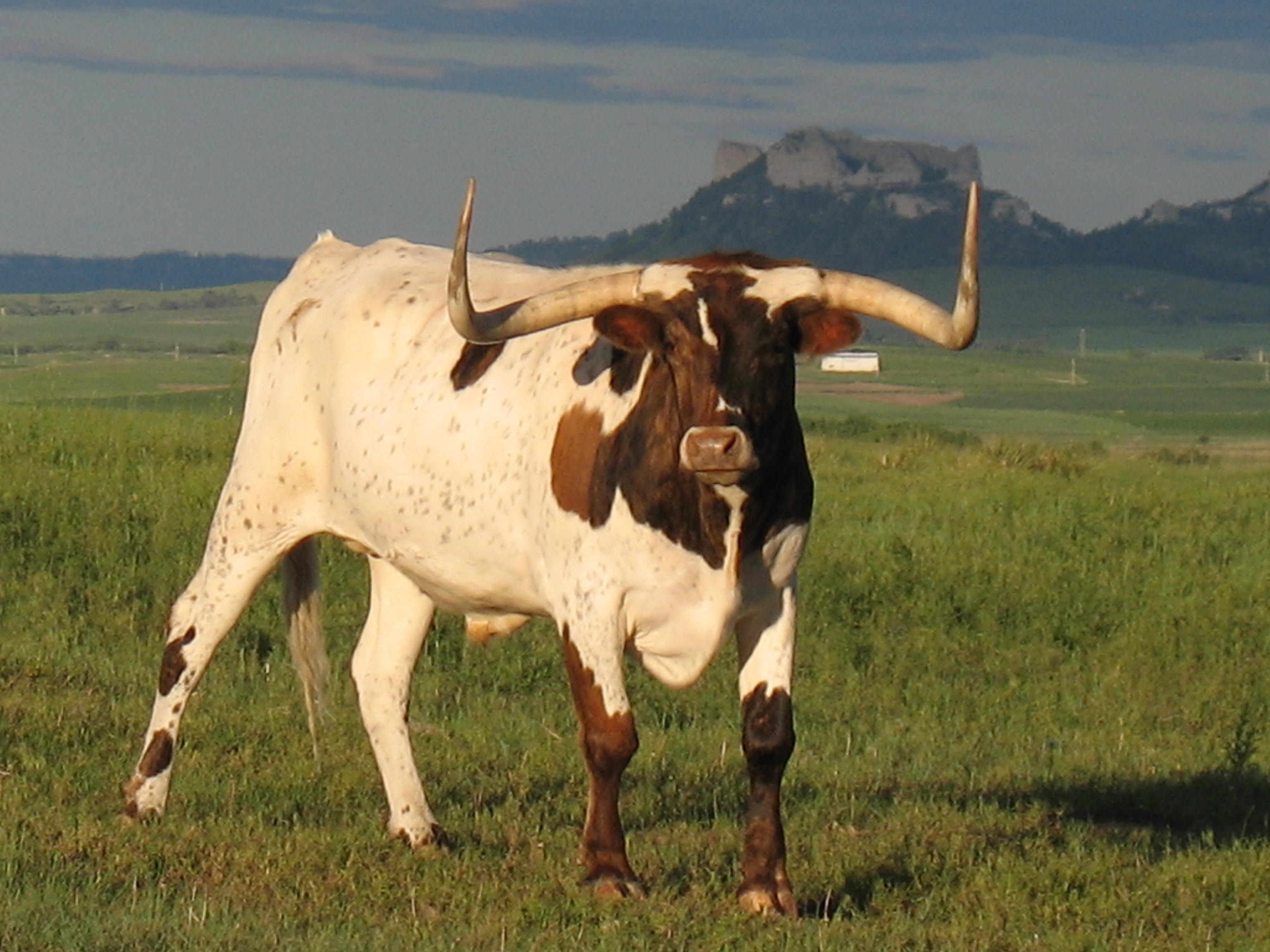 Longhorn Cattle Full HD Wallpaper And Background