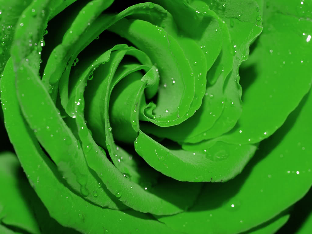 Green Rose Flowers Flower HD Wallpaper Image
