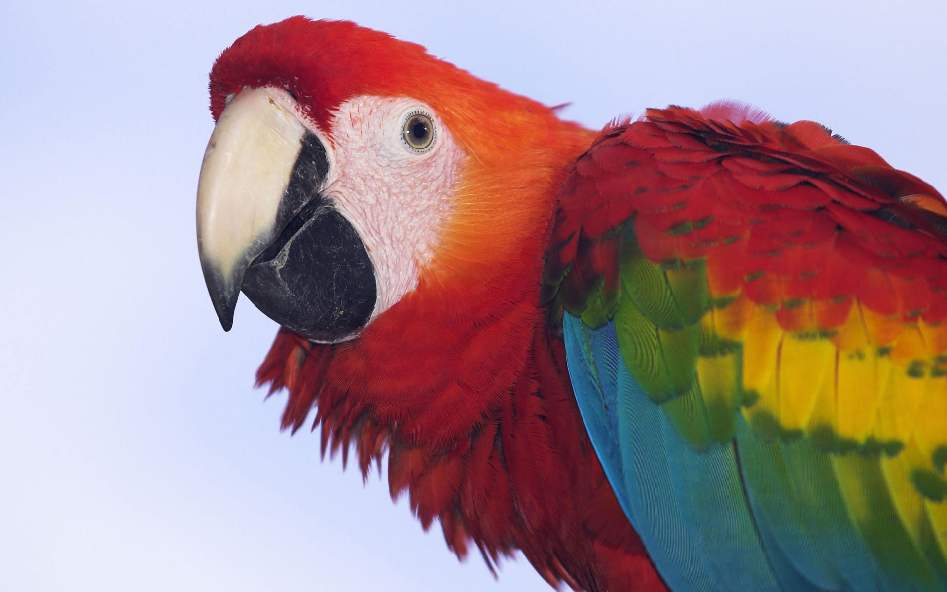 Profile of a Scarlet Macaw Wallpapers HD Wallpapers