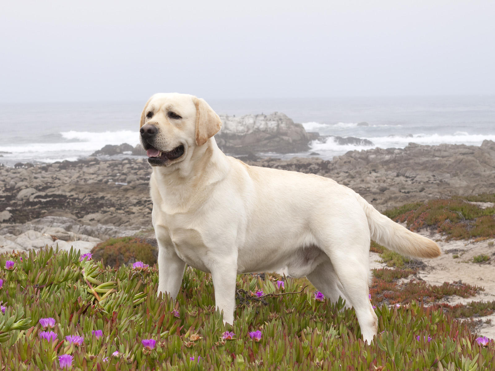 Labrador Retriever Wallpaper High Resolution And Quality
