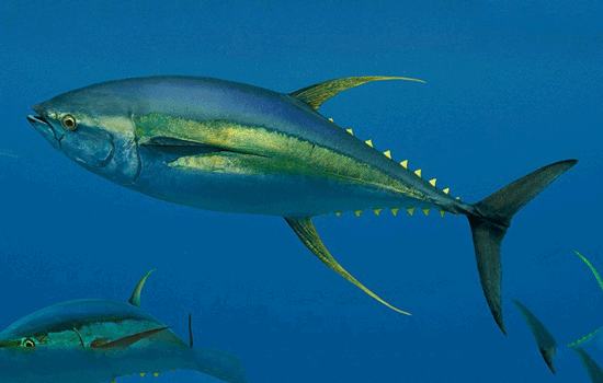 Tuna Wallpaper Animal Hq Pictures 4k