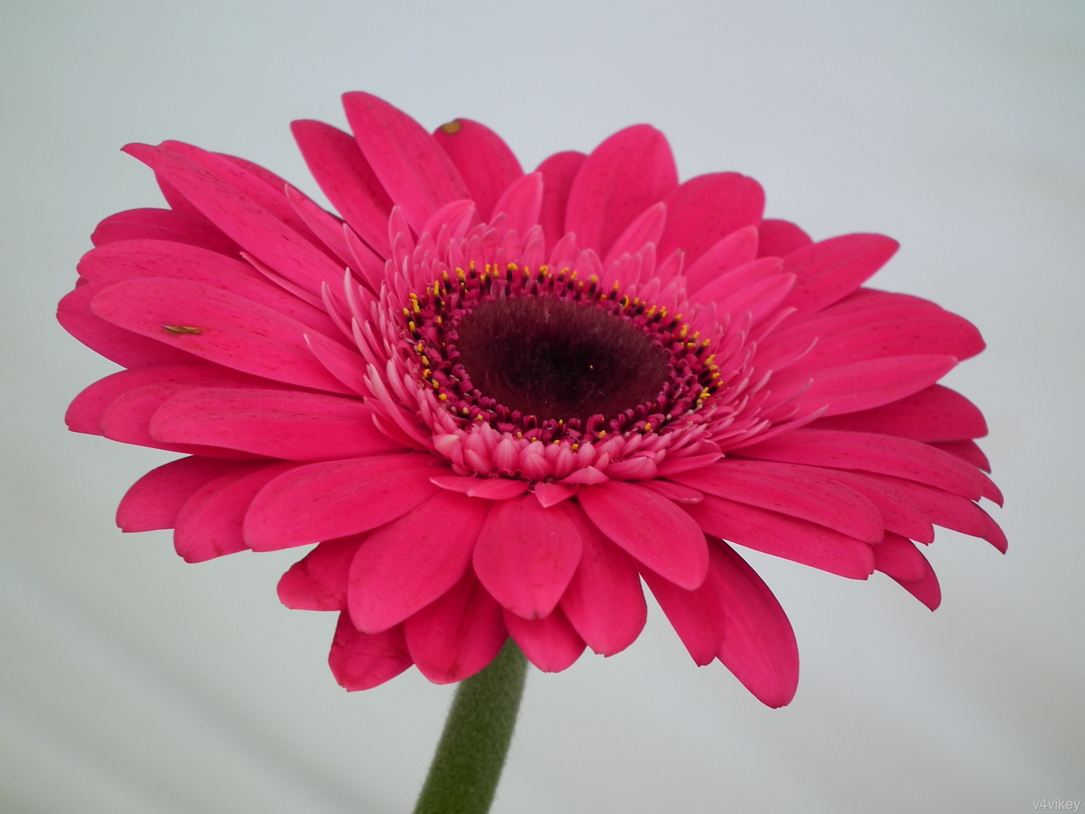 Meaning Symbolism of Gerbera Daisy Flower Wallpaper Tadka