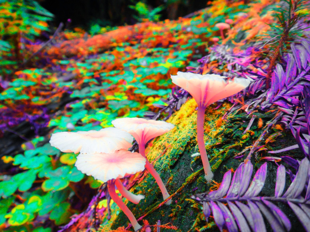 Trippy Desktop Background Shrooms Flowers Plants