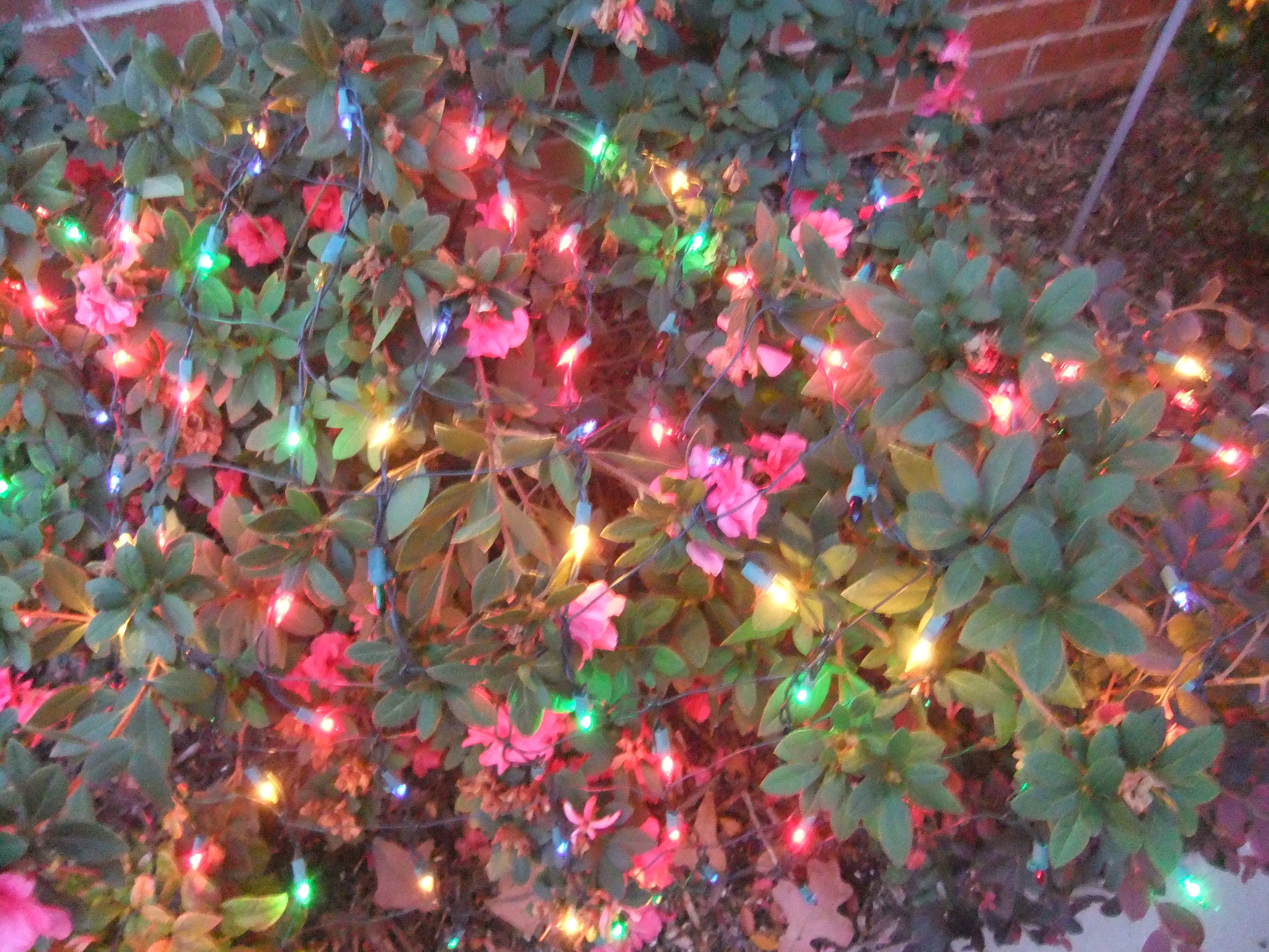Blinking Christmas Lights Wallpaper On Bushes