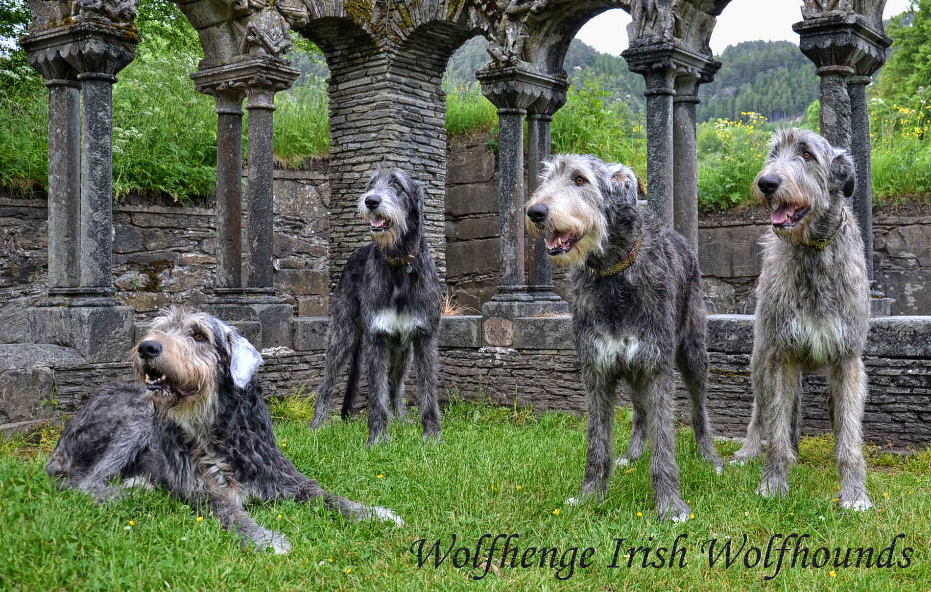 Irish Wolfhound Wallpaper Image