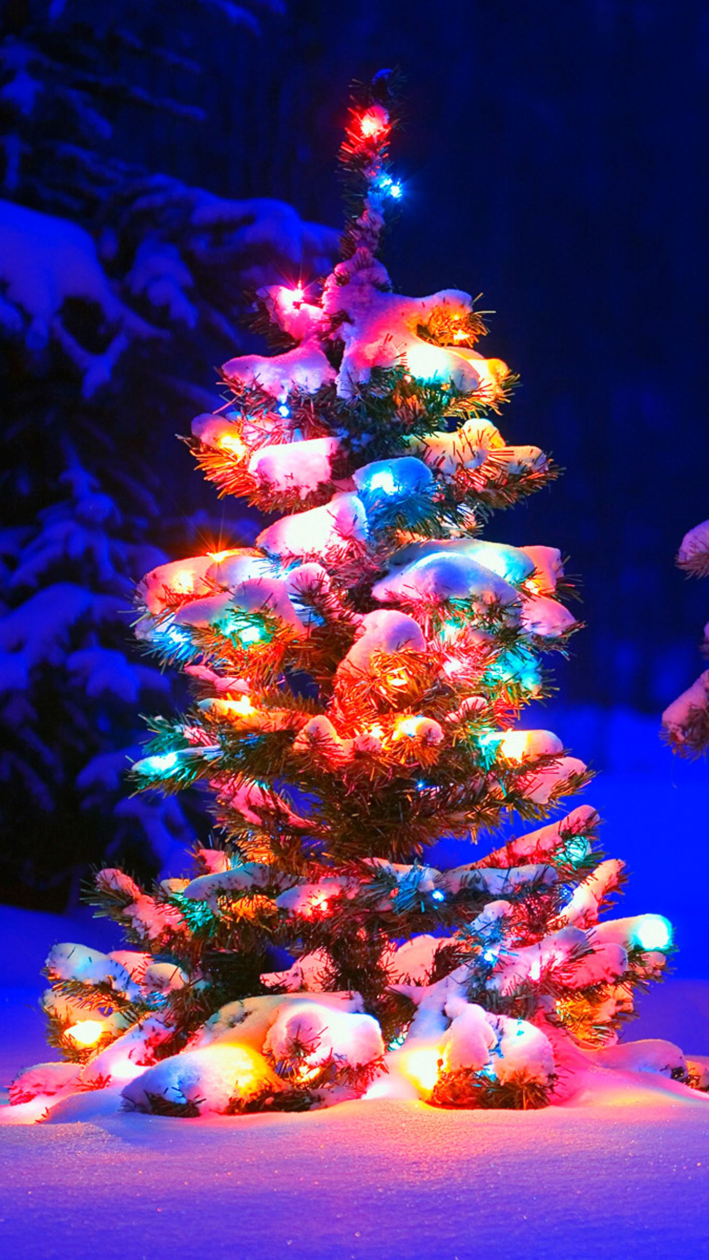 A small, snow-dusted Christmas tree illuminated with colorful lights against a dark blue backdrop