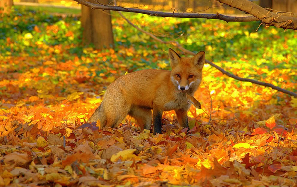 Like People Some Animals Love Autumn And The Bright Foliage Of