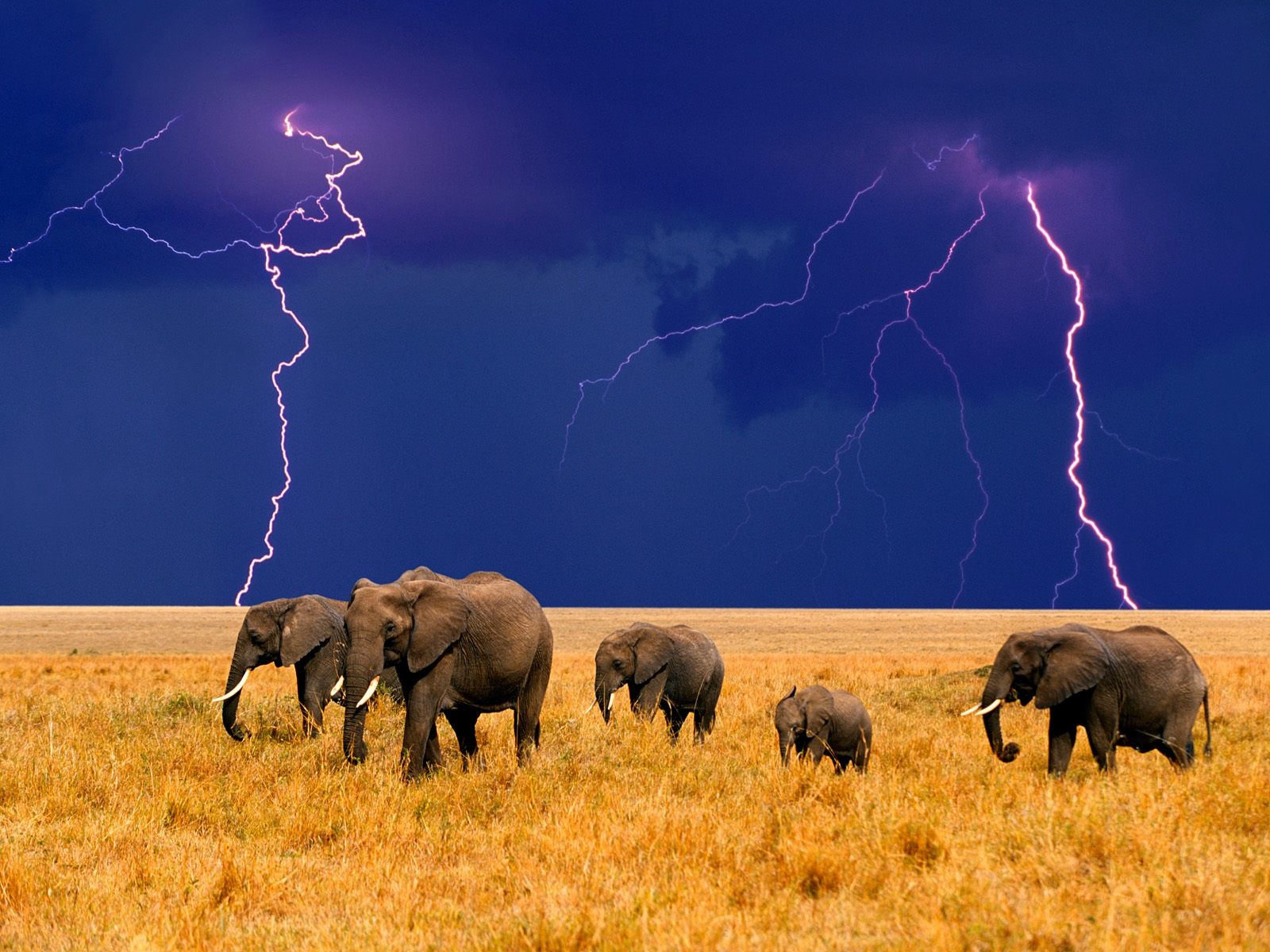 African Elephants Lightning Wallpaper And Image