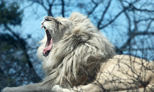 Truly Magnificent White Lion Wallpaper To Spice Up Your Desktop