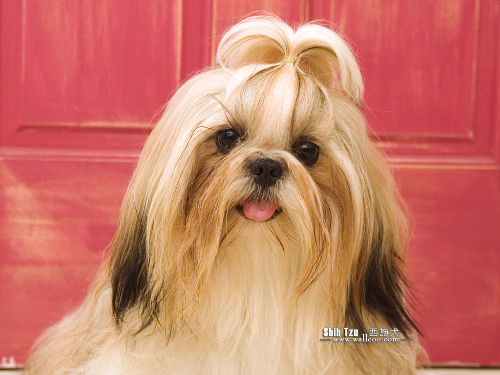 Shih Tzu Screensavers Cute Puppies Photo And Wallpaper