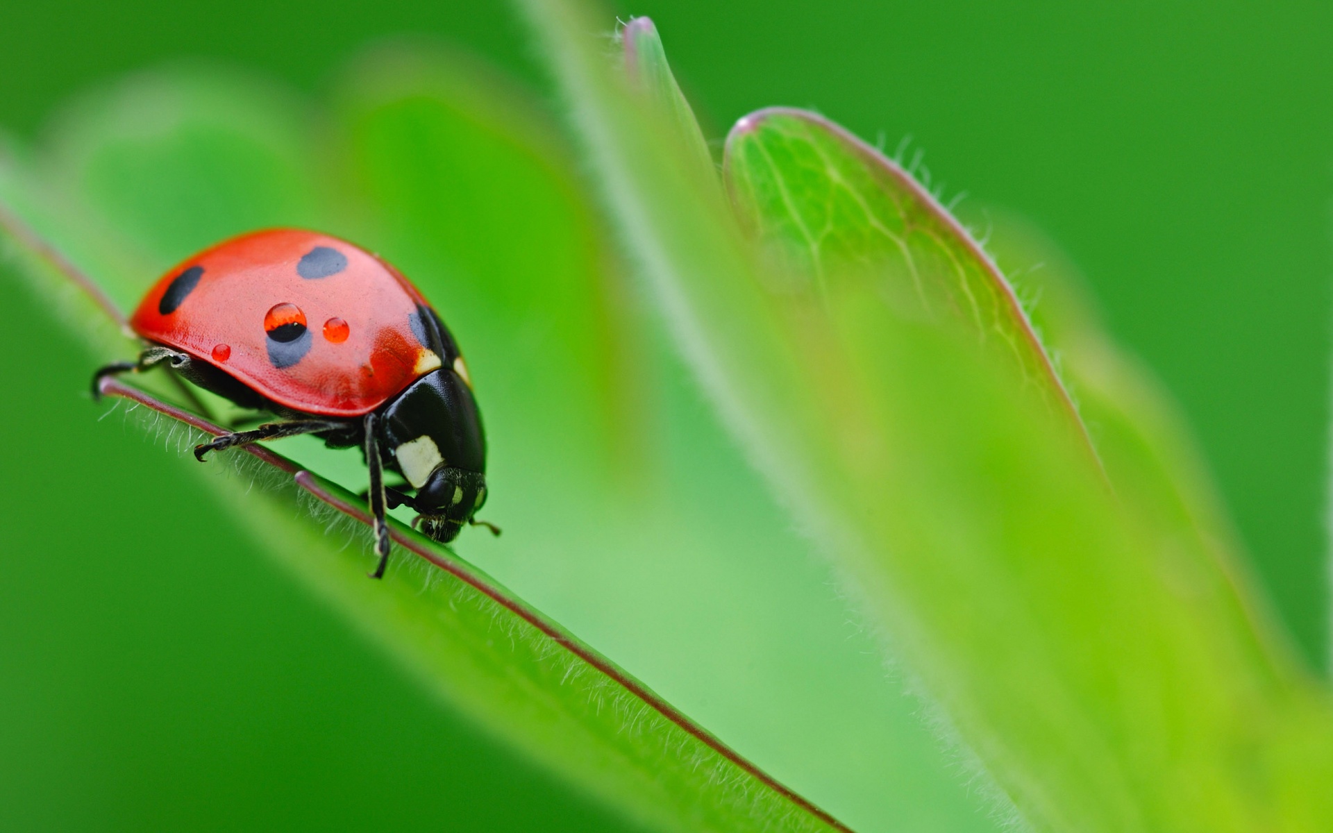 Background Screensavers Desktop Life Wallpaper Ladybug Jpg