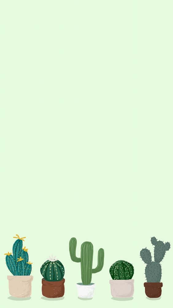 Cactus iPhone Wallpaper