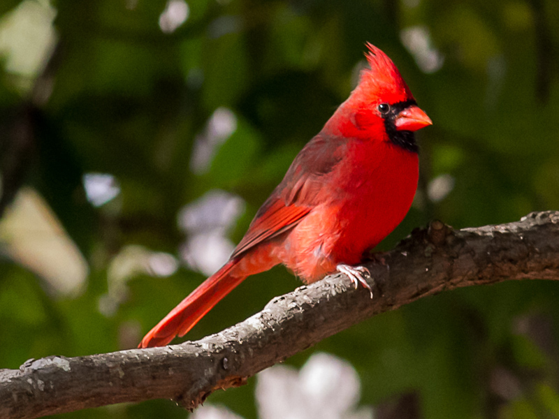 Northern Cardinal Screensaver Download Birds Cardinal Screensaver