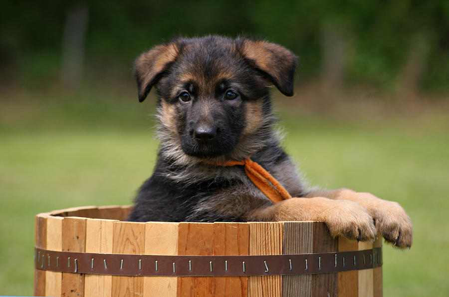 Cute German Shepherd Puppy HD Wallpaper Desktop Background