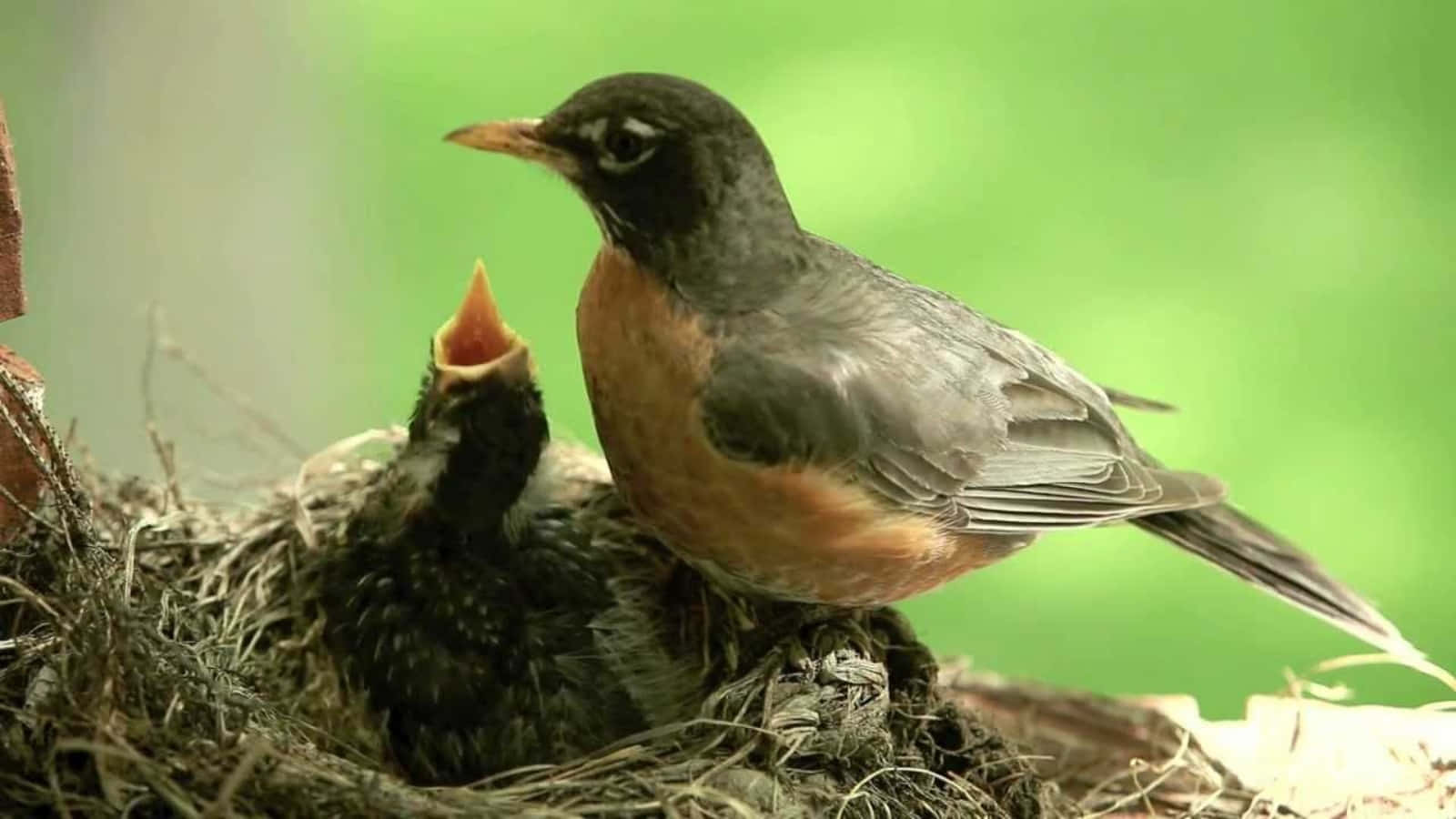 Mother Bird Picture Wallpaper