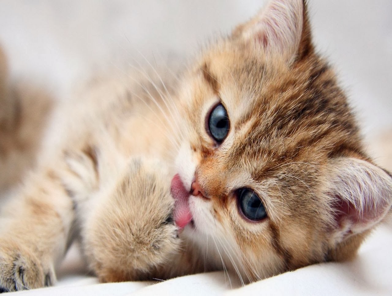 Cute Kitten Wallpaper For Desktop Wallpaperyork Brows