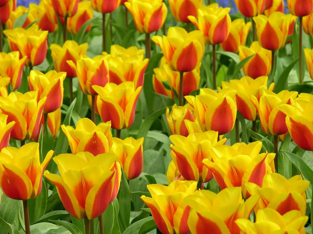 Yellow And Red Tulips Flowers Wallpaper Background Bandit