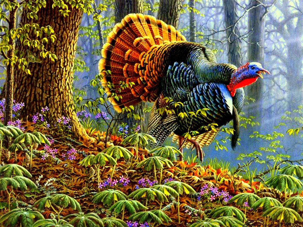 Eastern Wild Turkey Wallpaper On