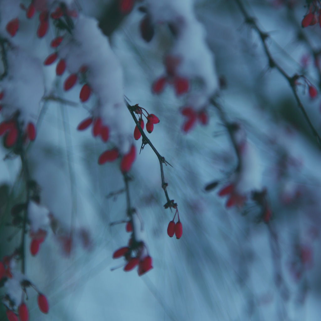 Red Winter Berries In Snow By D Sharon Pruitt iPad Wallpaper