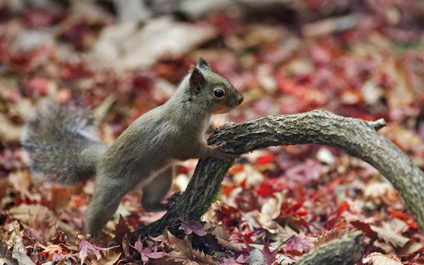 Animals Autumn Squirrels Wallpaper
