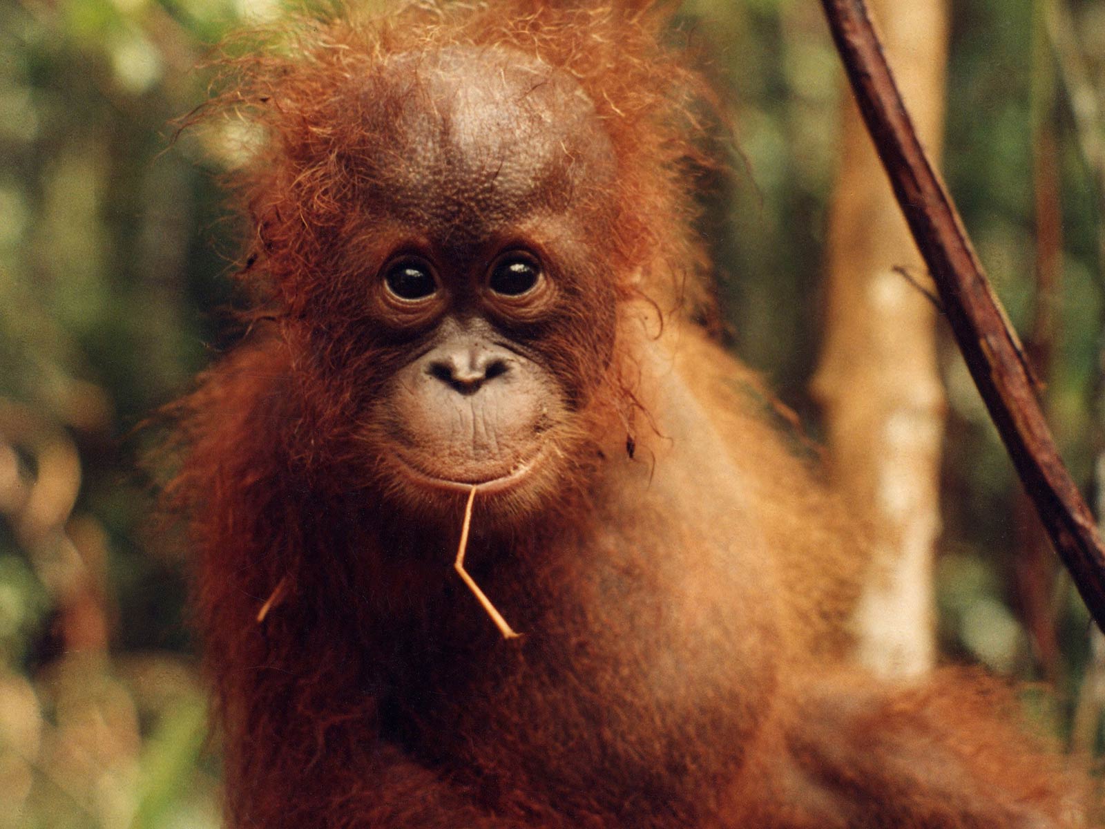 Orangutan Picture Desktop Wallpaper