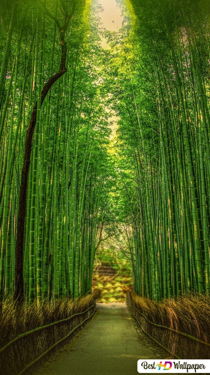 Kyoto Bamboo Bokeh HD Wallpaper Forests