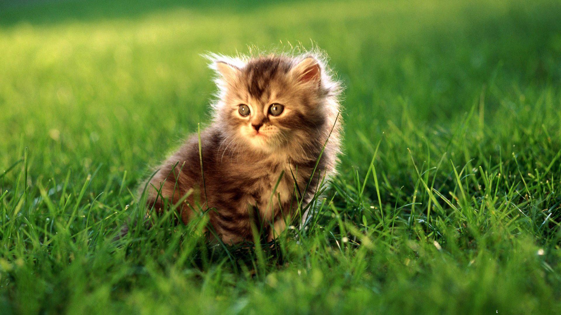 Cat Cute Animal HD Wallpaper