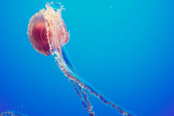 Colorful Jellyfish May Very Well Be One