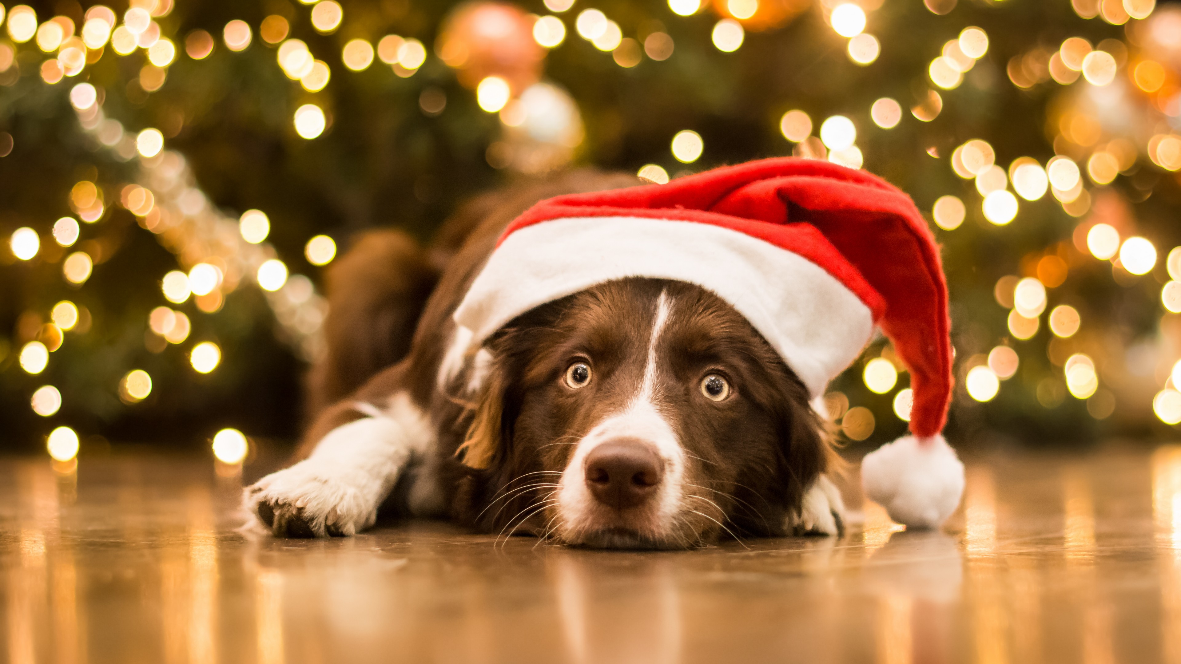46] Christmas Wallpaper with Dogs on