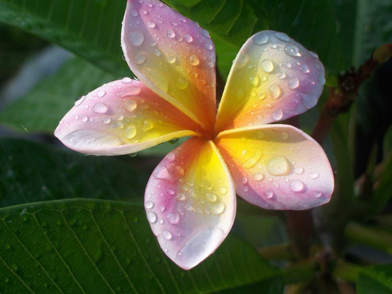 Pink Plumeria Flower Wallpaper Xp