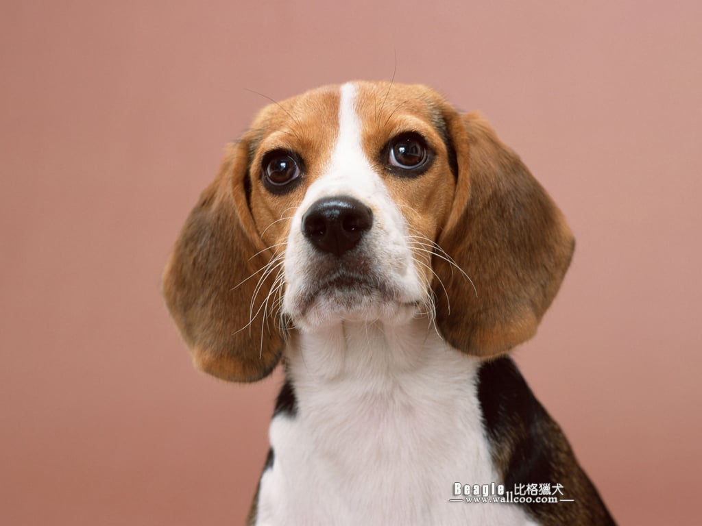 Beagle Dog Photos Wallpaper No Desktop