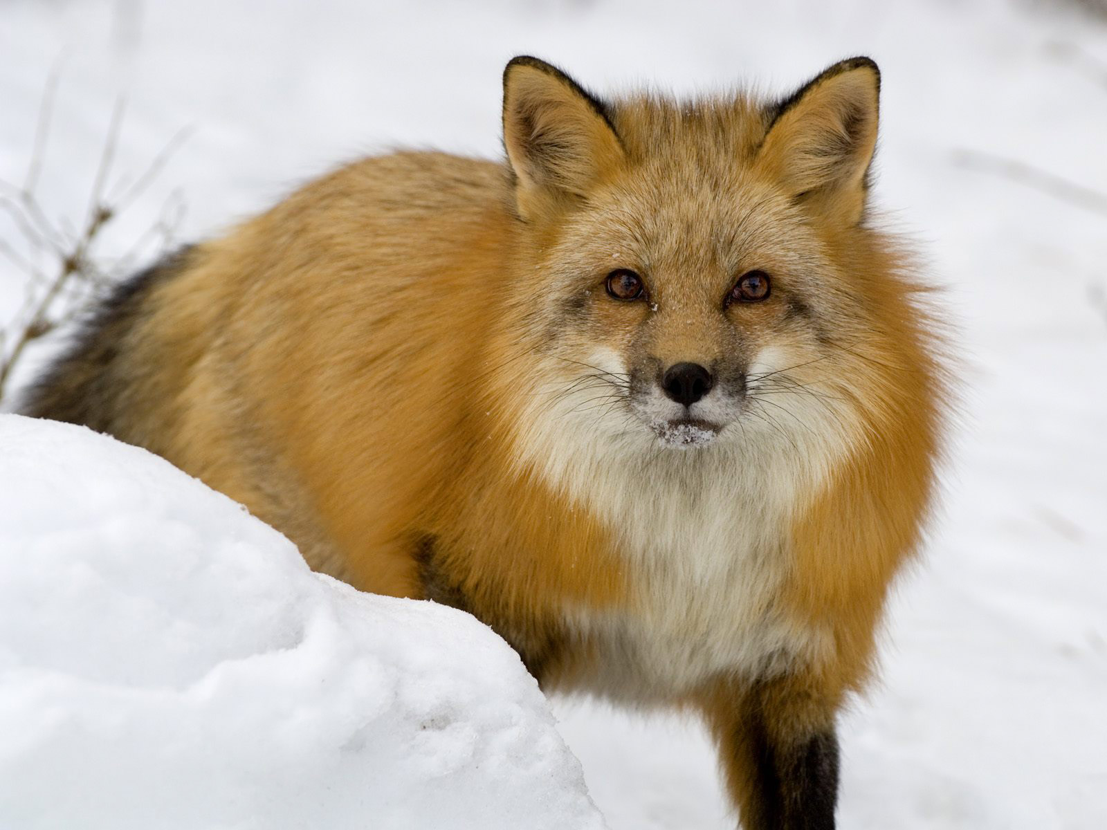 All About Animal Wildlife Red Fox Photos Image And Information