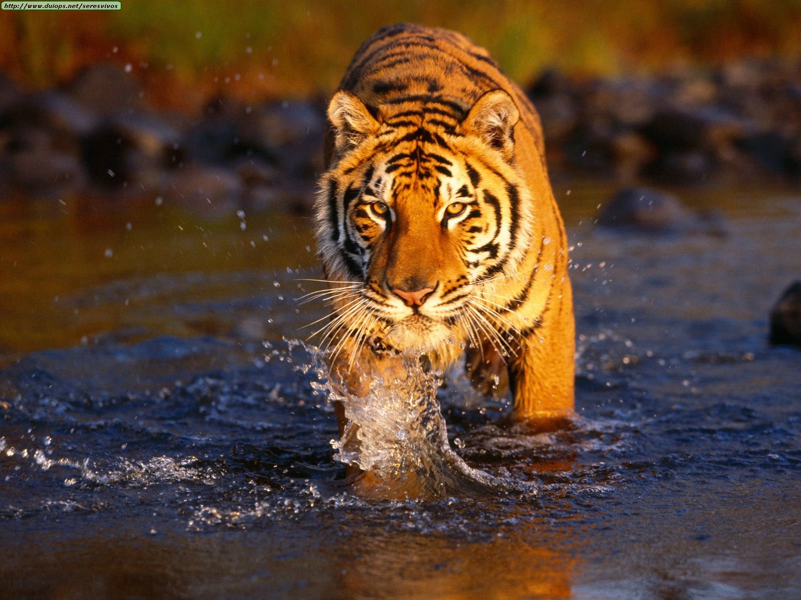 Cool Wallpaper Bengal Tiger
