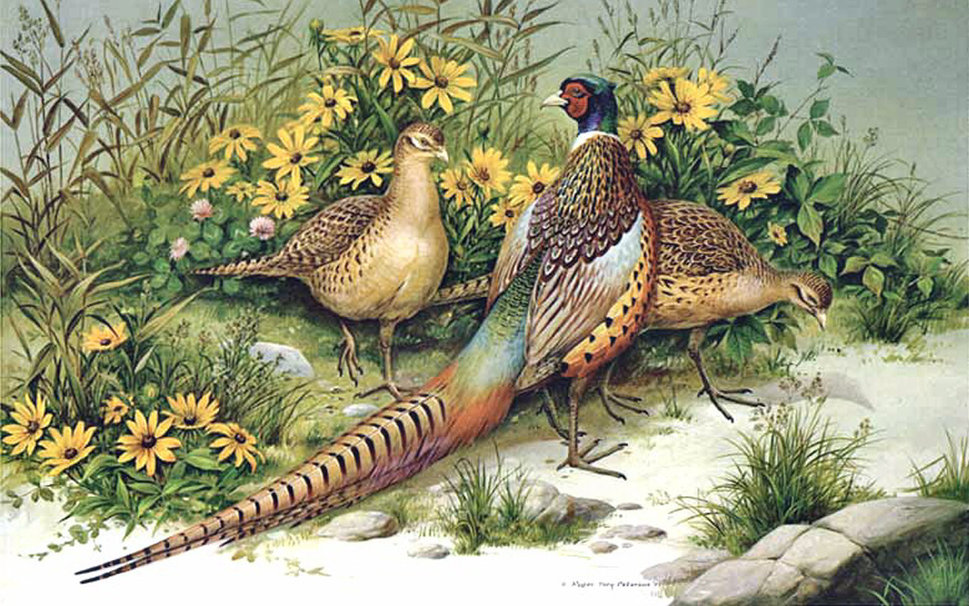 Pheasants Wallpaper