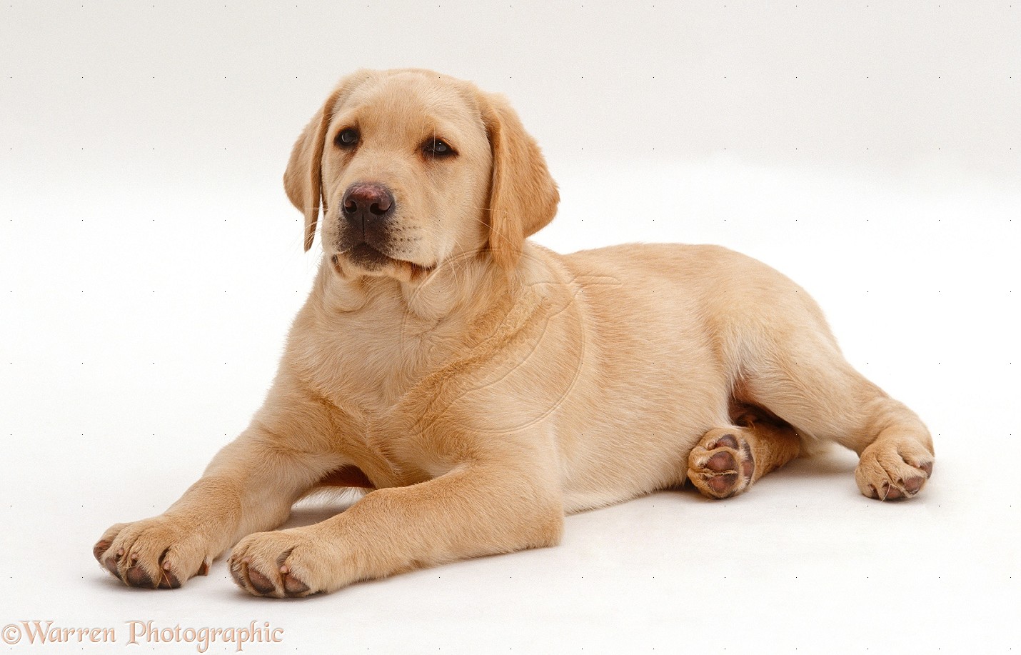 Showing Gallery For Golden Labrador Puppies Wallpaper