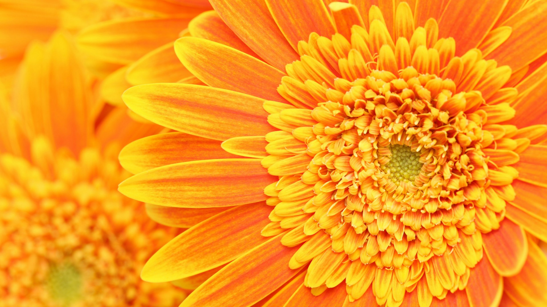 Floral Flower Fresh Nature Orange Wallpaper For Desktop Background