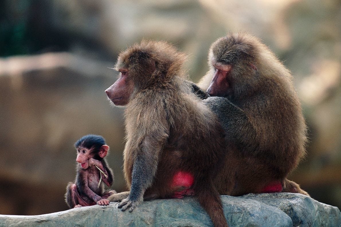 A baboon family sits together on a rock, consisting of two adults and a baby baboon. The baby holds a twig, the female baboon is groomed by the male baboon