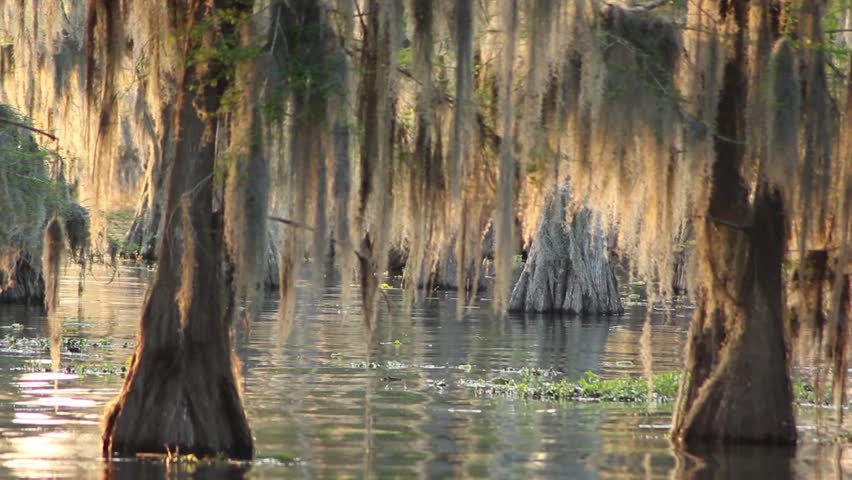 Louisiana Bayou With Cypress Trees And Moss HD Stock Video Clip